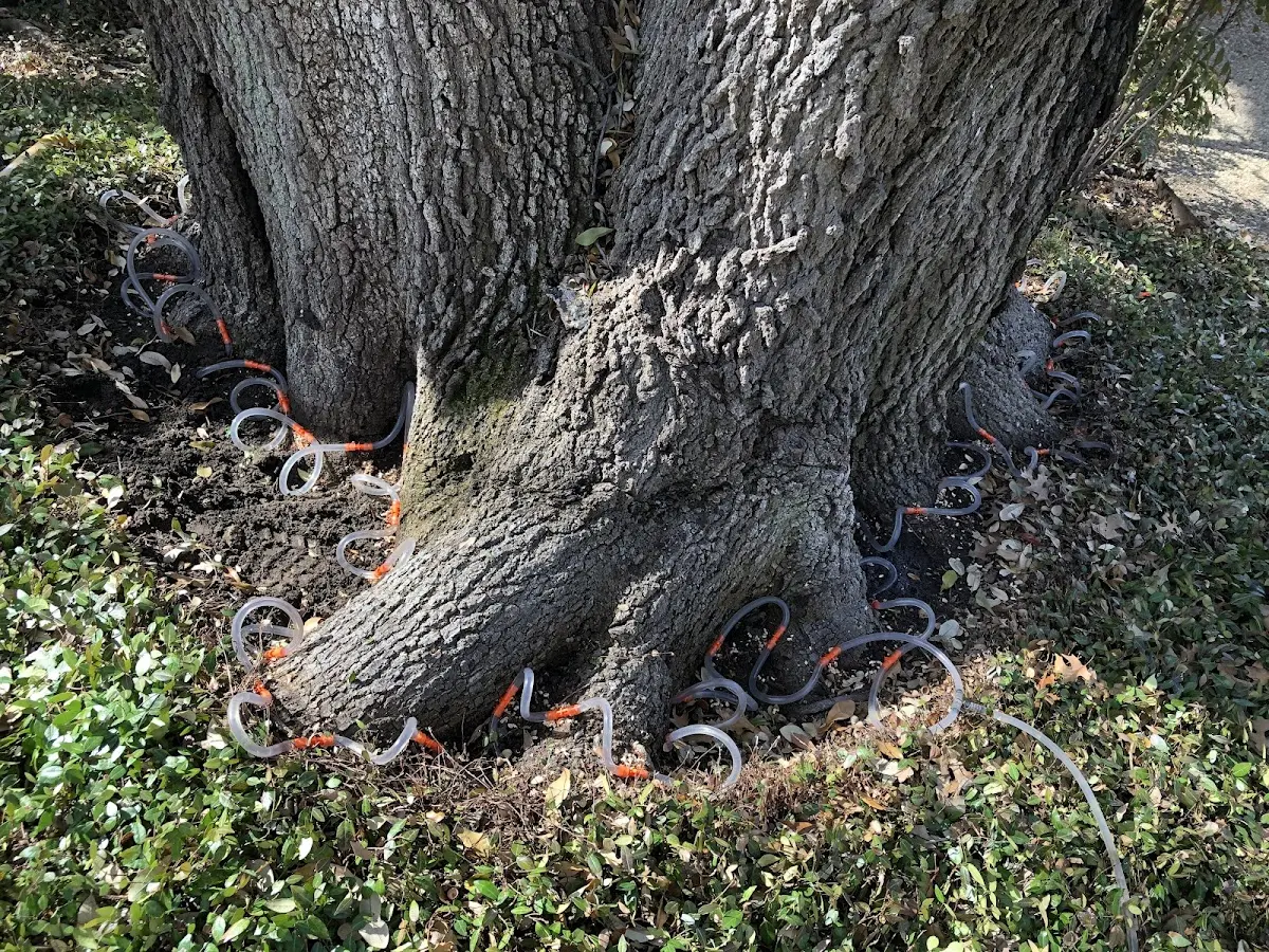 Detailed Tree Cabling and Bracing job site in Schneider