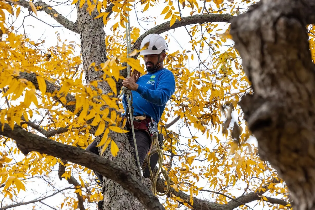 Skilled Tree Planing crew working in Schneider